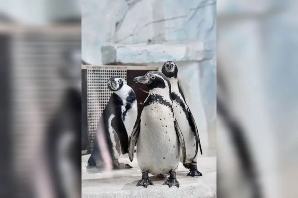 Как строят любовь обитатели Самарского океанариума