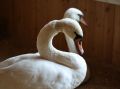 Двух лебедей спасли из подмерзшего озера и поселили в парке Металлургов в Самаре