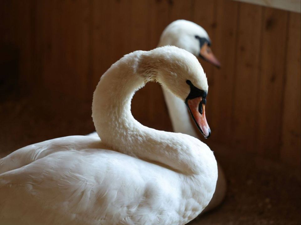 ���� ����� ������� �������� � ����� �����������