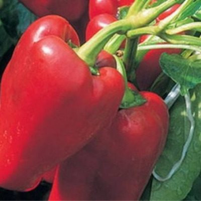 Перец Ерошка: идеальный выбор для ранних урожаев