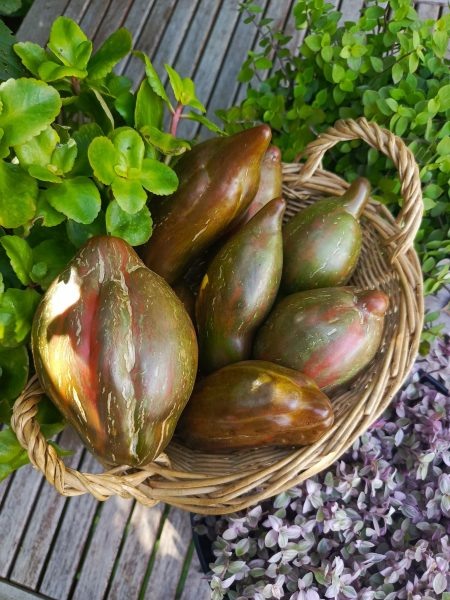 Томат Черный тюльпан: изысканный вкус и уникальный внешний вид