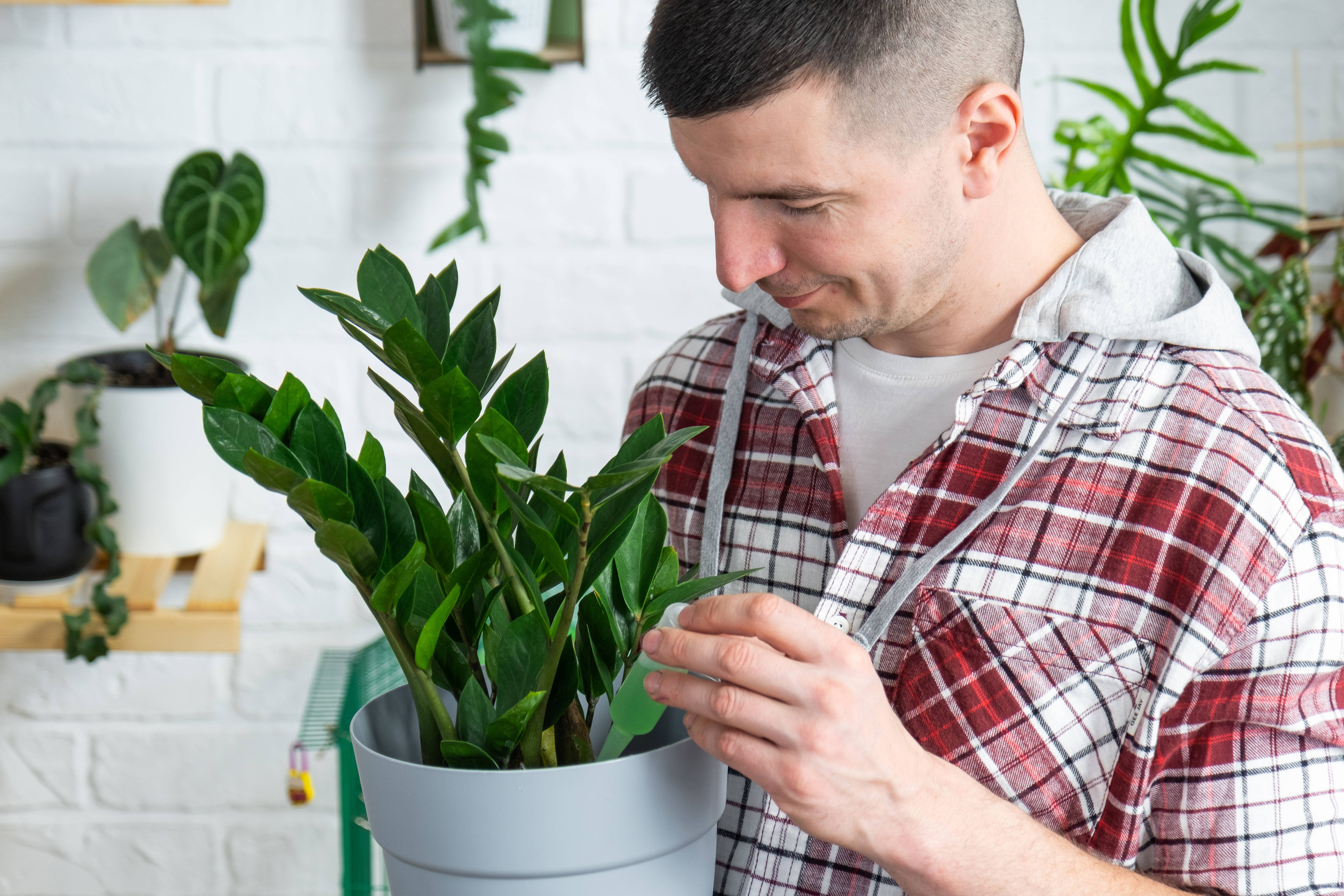 1 ложка в воду – и замиокулькас не остановить: мощные побеги и сочные листья лезут наперегонки даже зимой