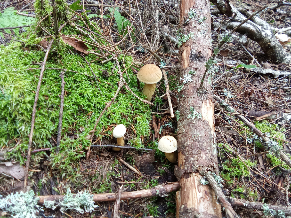 Подмосковные леса: Грибной сезон августа 2025 года в ожидании трофеев