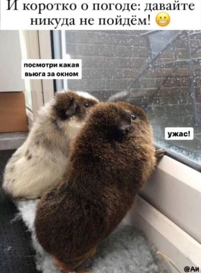 ������ ����, ������!. ���� � ��� ������� �� �����������