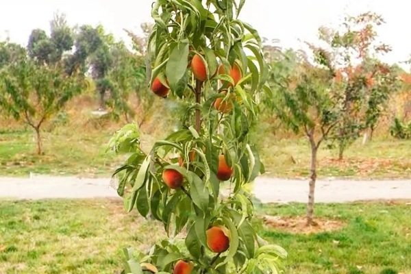 Персик «Сувенир»: 6 проверенных приемов, чтобы получить по 9 кг с дерева и больше