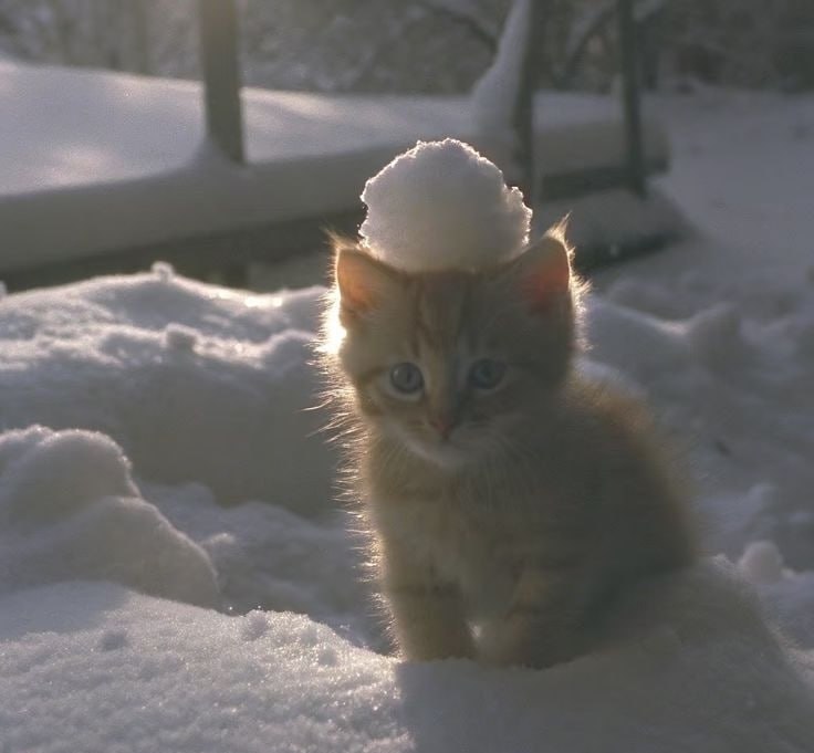 Доброе снежное утро!. В Самарской области будет облачно, ожидается небольшой снег