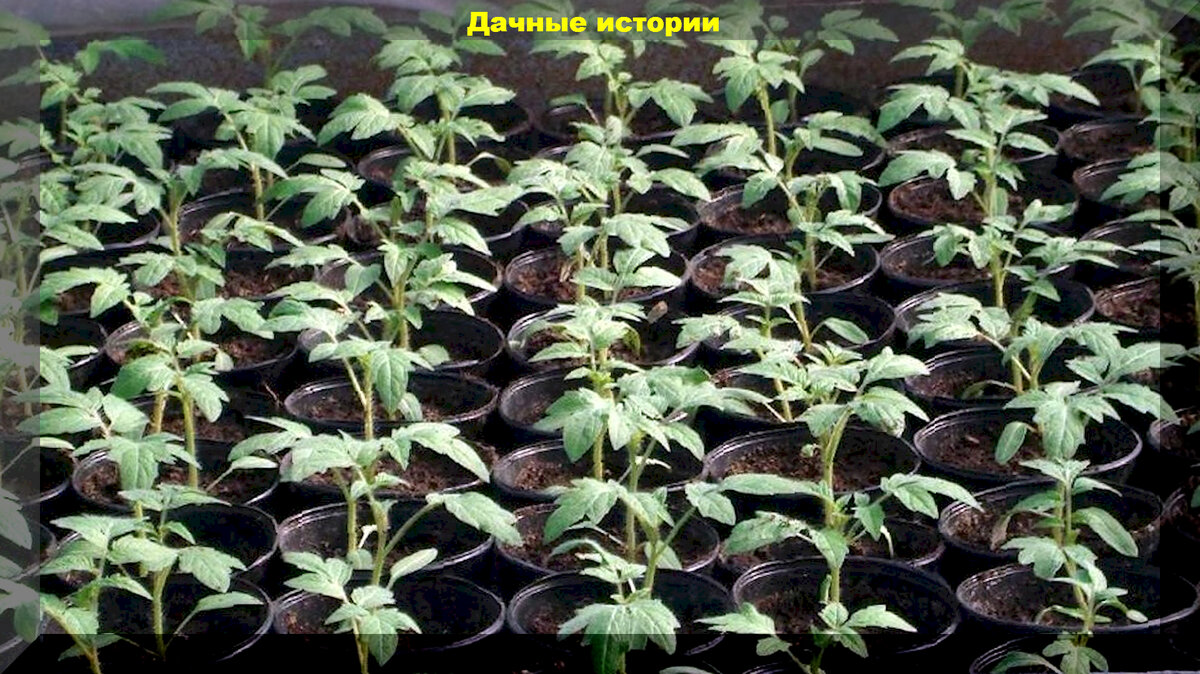 Секреты долгого плодоношения томатов: практическое руководство для садоводов