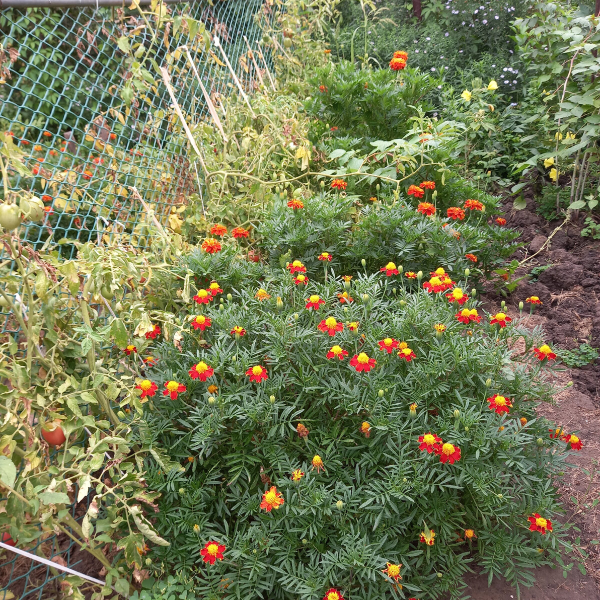 Как Одна Простая Комбинация Спасла Мой Урожай: Совместная Посадка Томатов и Бархатцев