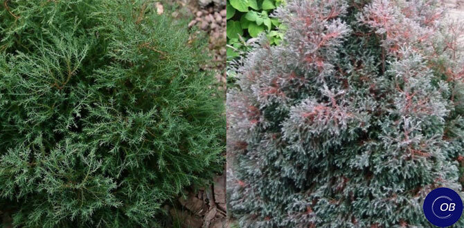 Туя вересковая: необычный вариант для вашего сада
