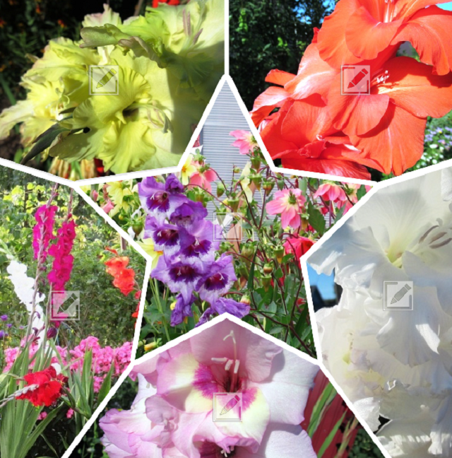 Секреты ухода за гладиолусами в сентябре для успешного сбора урожая