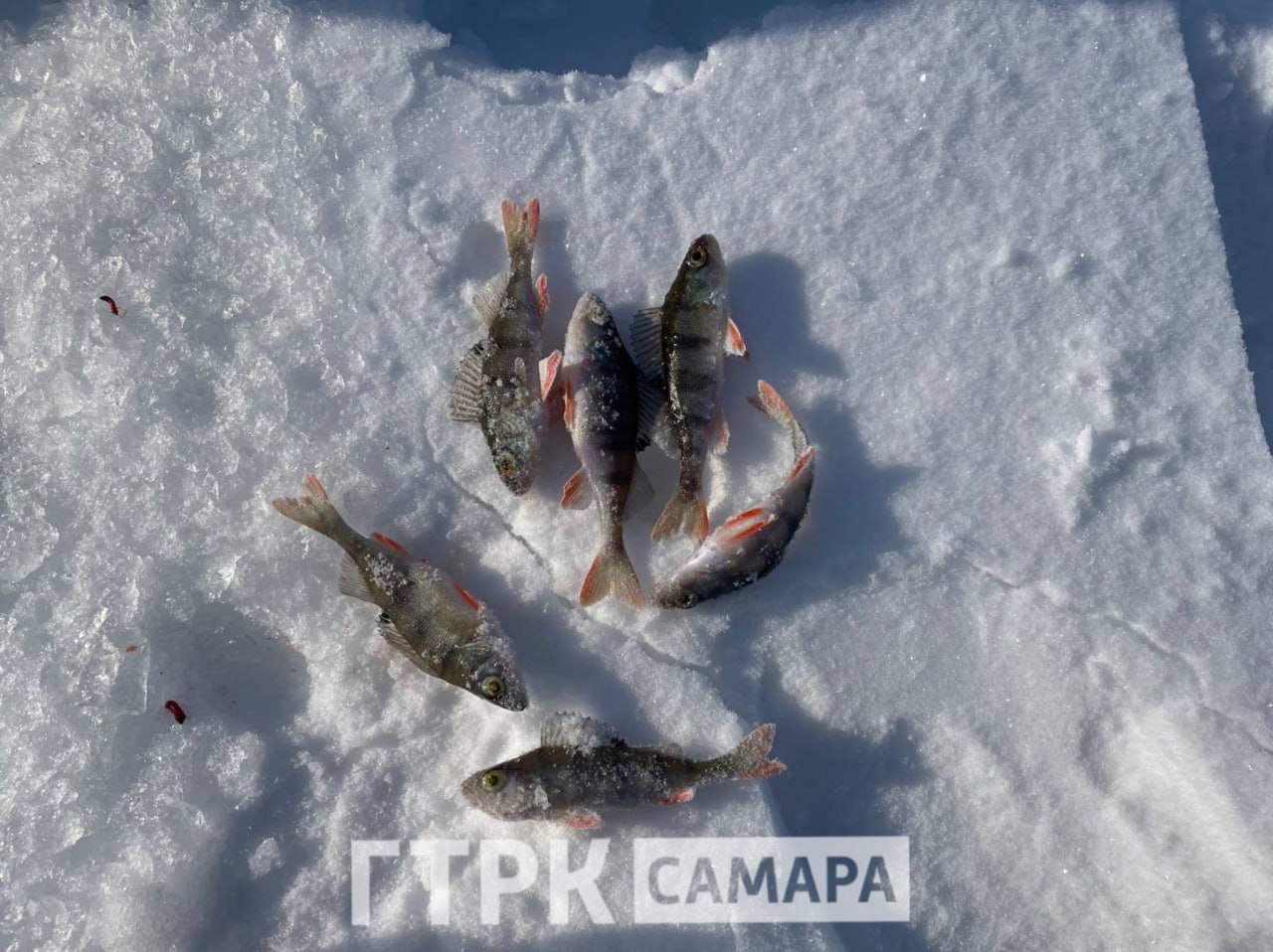 Появились кадры массовой рыбалки на льду под Самарой Появились кадры массовой рыбалки на льду под Самарой