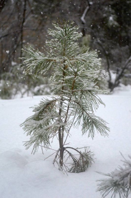 ������ ��������� ����, ������!