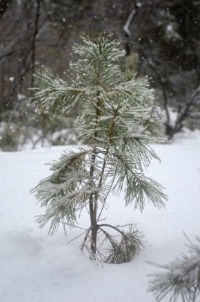 ������ ��������� ����, ������!