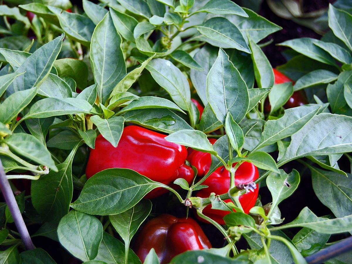 Как вырастить перцы, о которых все будут говорить: секреты успеха