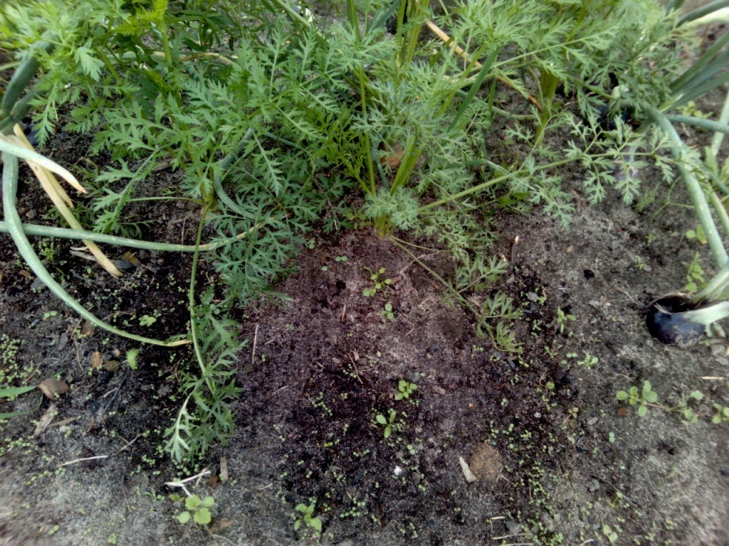 Как добиться крепких всходов моркови: советы огородникам