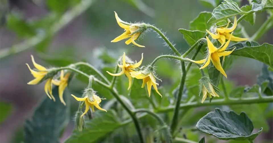 ��� ��������� ���������� ������ �� ����� ��������: ������ � ������������