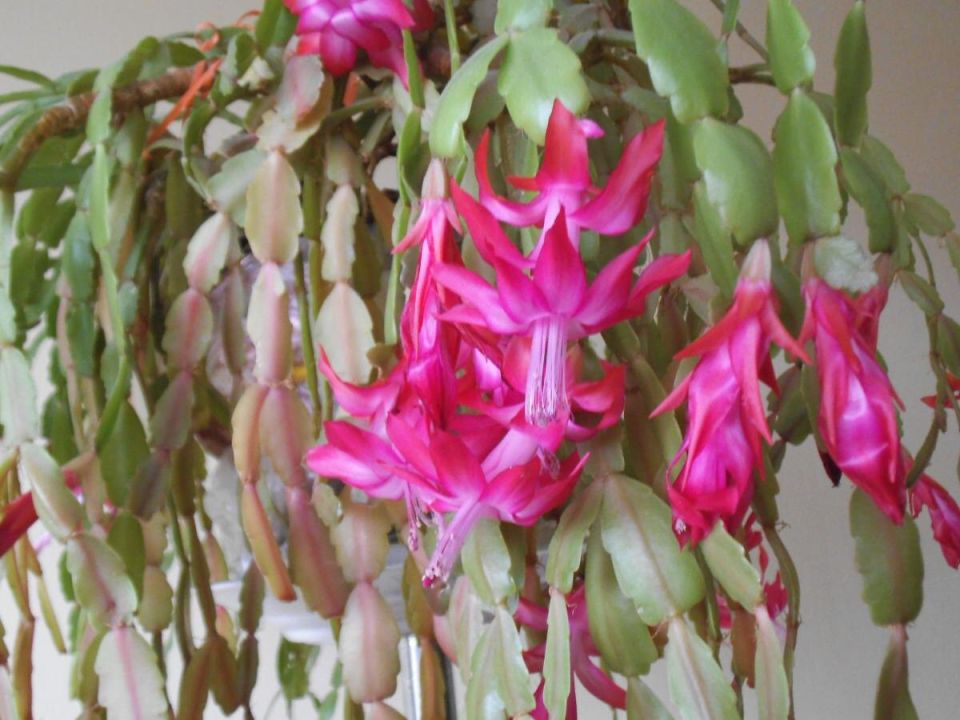 ������� ������� �������� �������� � �������� ��������