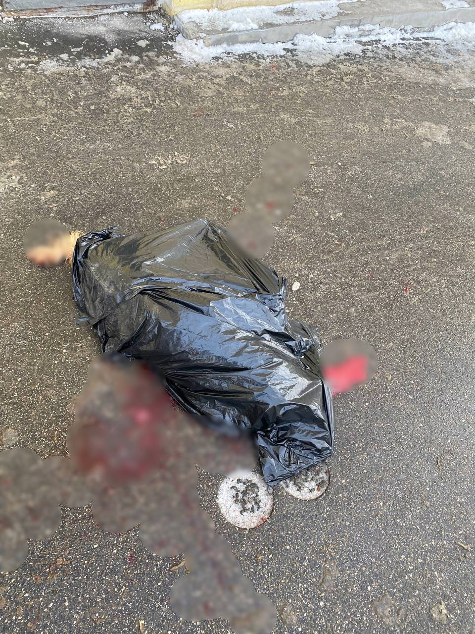 В Самаре возбуждено дело после убийства собаки, которую избили, зарезали и сбросили с балкона