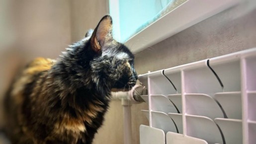 � ������� ��� ����� 25 ������� �������� 15 ����� � 3 ����������