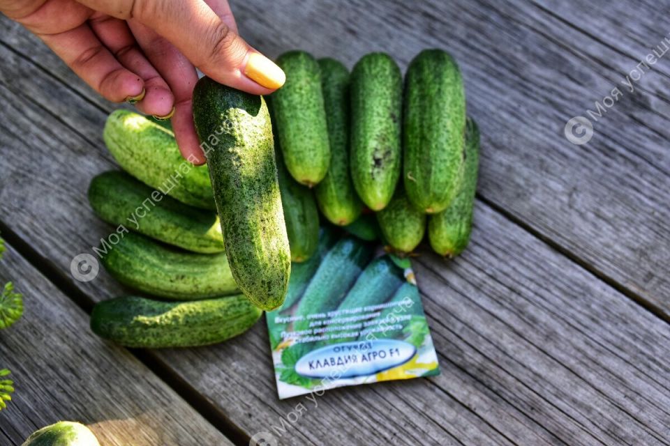 ��� ������� ������ ����� ������� ��� �������� ������