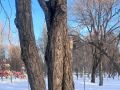 Доброе утро!. 26 февраля столбики термометров покажут -5...-7 °C Обещают переменную облачность, без осадков Ветер Юго-восточный, 3...8 м/с ГТРК Самара MAX lВК lОК lСАЙТ