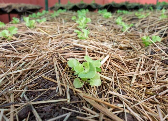 Искусство мульчирования: Как избежать распространенных ошибок