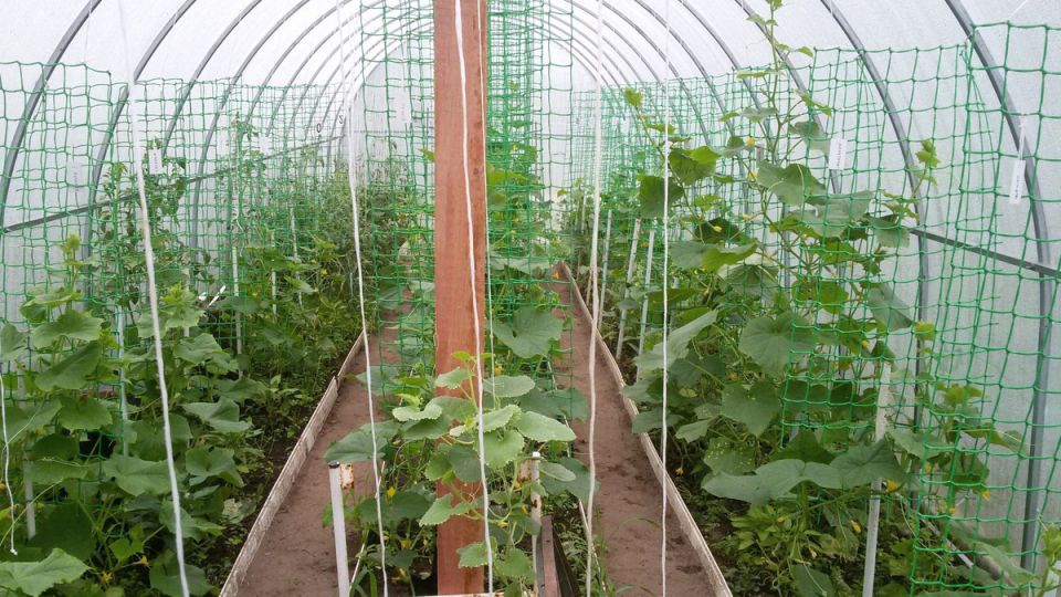 ��� ��������� ��������� ������: 3 ������ ��� ���������� ������ �� 45%