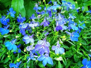 ���� �� �������� �����: ������� ������� ��������