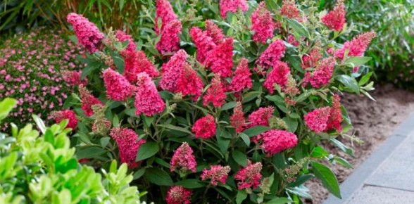 ������ ������: �������������� ��������� ��� ������ ���� ��� ������ �����