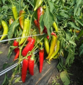 Огненный дракон: как вырастить уникальный перец на вашем огороде