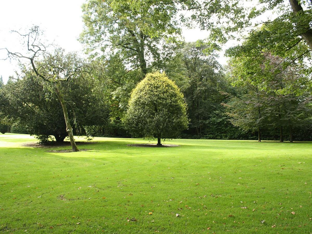 Советы по уходу за газоном: как победить сорняки и мох без химикатов