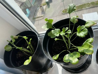 Весна — время не только солнца за окном, но и первых всходов на подоконниках