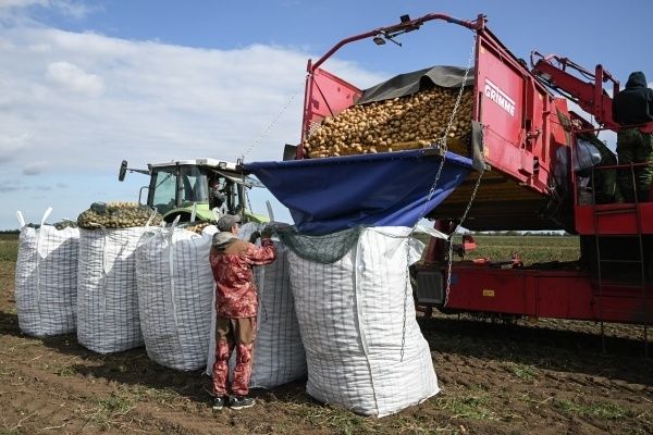 Эксперт прогнозирует стабильные цены на картофель в следующем году