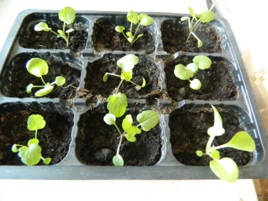 ����: ��������� ����� ��� ��������� �����