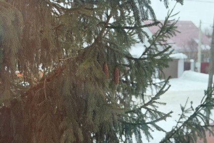 Доброе утро, Самара! За окном -5, местами снег