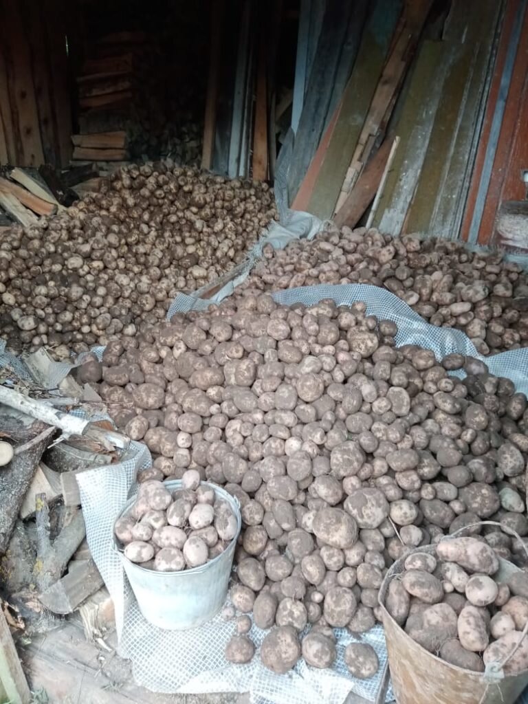 Тайны хранения картофеля в яме: как сохранить его свежим до следующего урожая