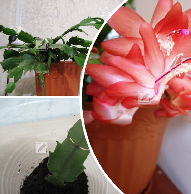 Уход за декабристом зимой и укоренение сегментов