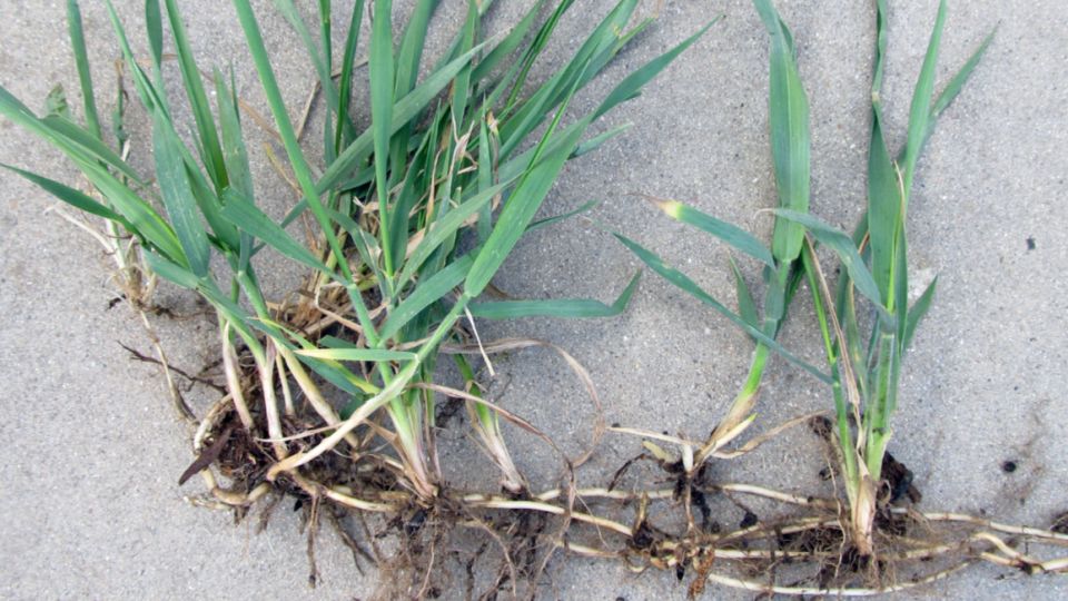 ��� �������� �����: ������� ������ ��� ������ ����