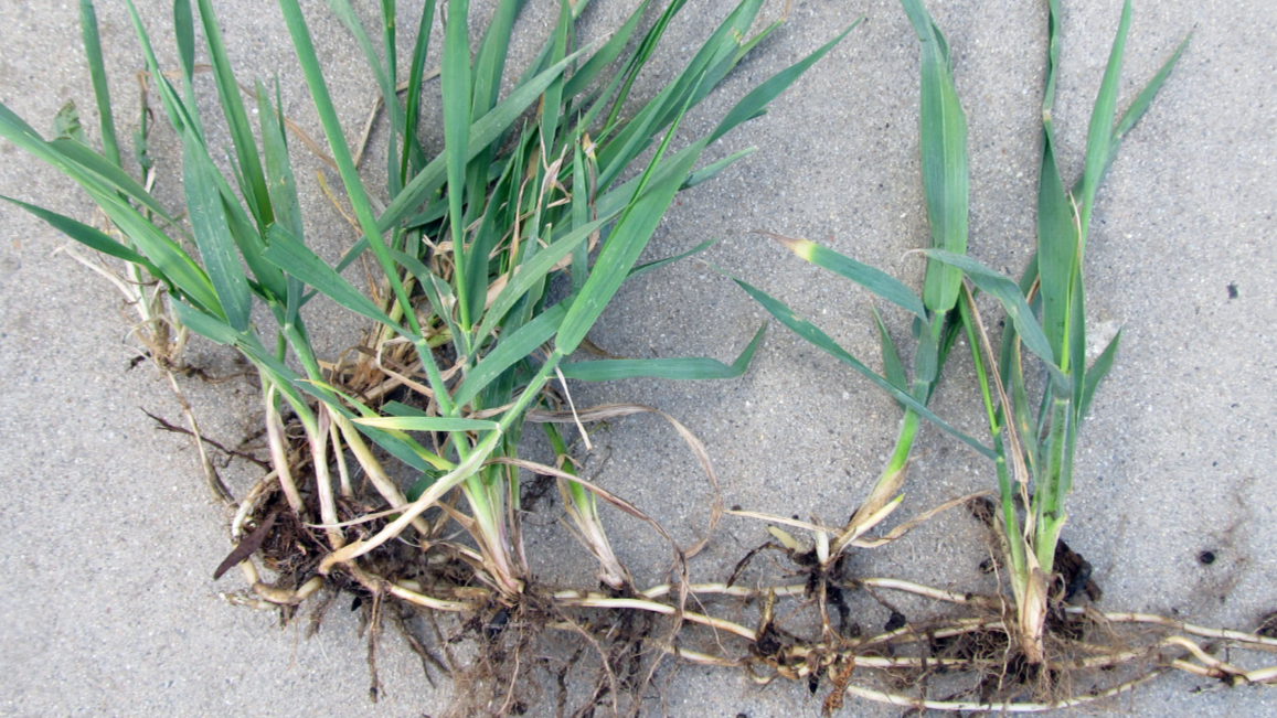 Как победить пырей: простые методы для вашего сада