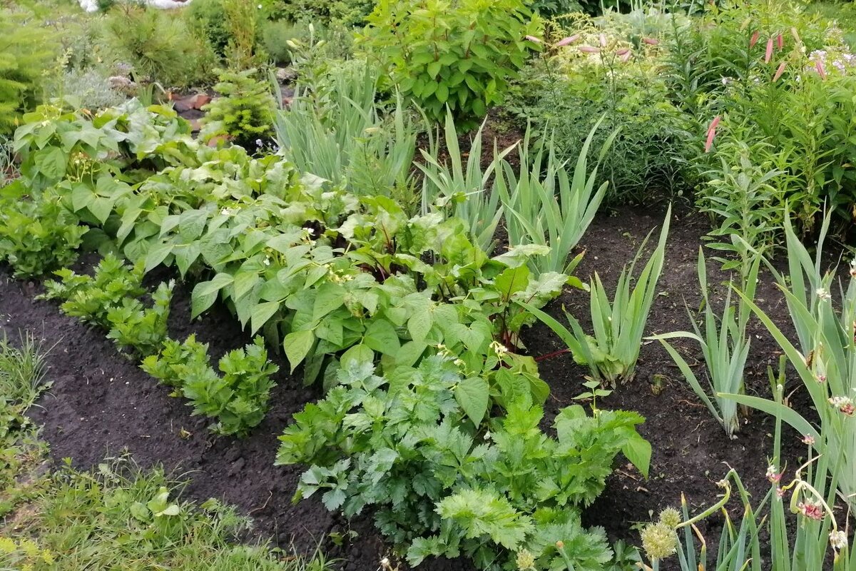 Гармония на огороде: как правильно сочетать овощные культуры