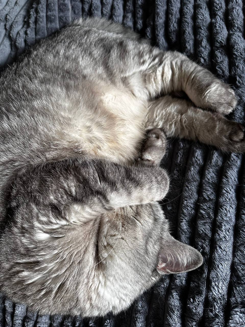 Сегодня, в первый день весны, мы отмечаем особенный праздник — День кошек!