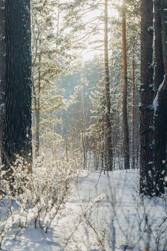 Золотой бор в Малой Царевщине