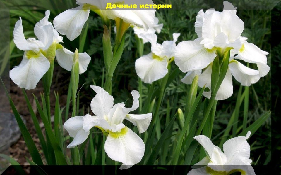 ���� � ����: ��� ������ � ����� ����� ����� �������