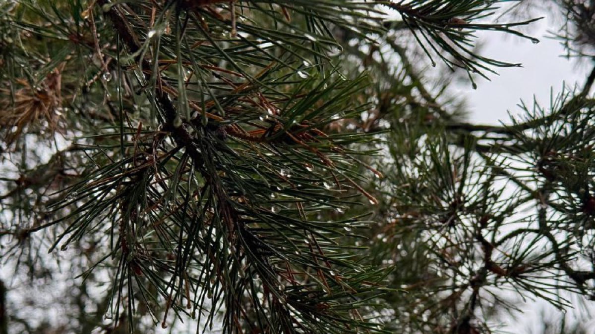 В Самарской области спасли хвойные деревья от прожорливых вредителей
