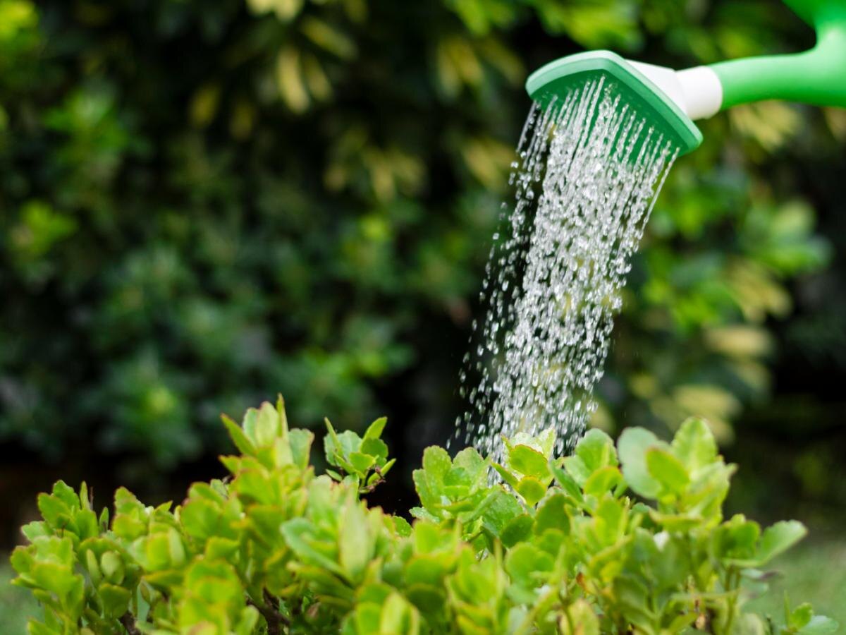 Как молоко становится чудом для вашего огорода