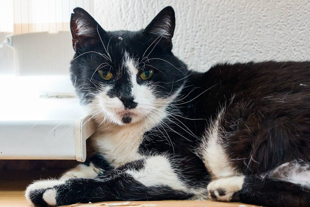 1 марта отмечался День кошек 1 марта отмечался День кошек