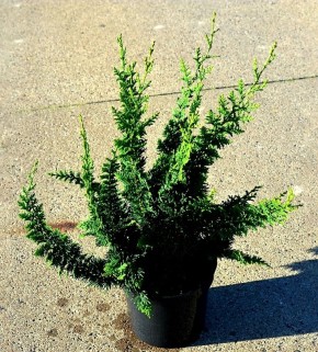 ��� ������� ��������� ���� ������������ ��� ������� �������