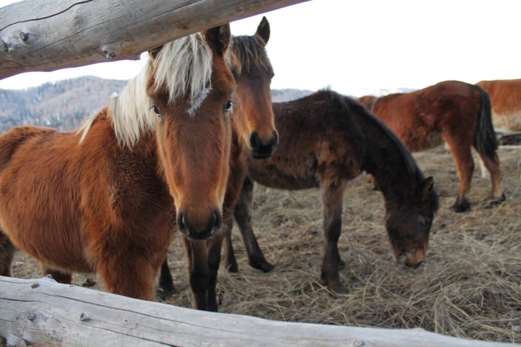 Конский навоз: секреты использования "черного золота" в саду