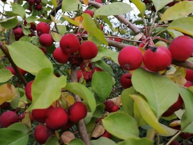 ��� ���������� � �������� �����������: ����� ��������� � ������ �� ������