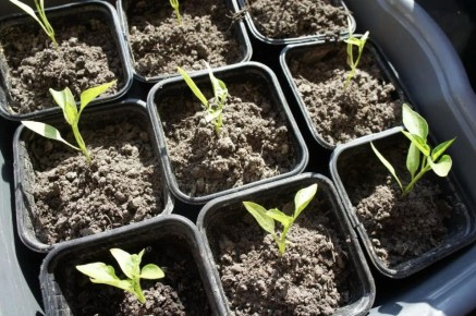 ������ � ������. ��� ���������� ������� �������